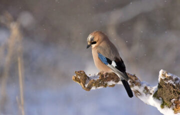 Vogelbeobachtung im Winter Eichelhäher auf Ast