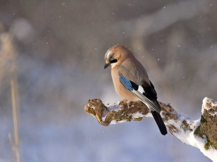 Vogelbeobachtung im Winter Eichelhäher auf Ast