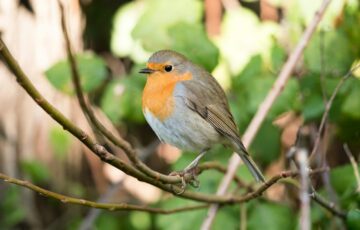 Rotkehlchen im Garten