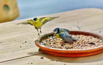 Fehler beim Füttern von Gartenvögeln