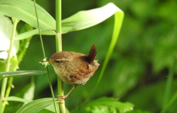Zaunkönig auf Pflanzenstängel in der Natur – Vögel beobachten in heimischen Gärten
