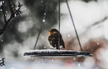 Rotkehlchen an einer verschneiten Futterstelle – Gartenvögel im Winter unterstützen.