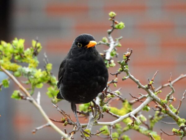 Amsel-Männchen singt auf einem Zweig im Stadtgarten bei Tagesanbruch