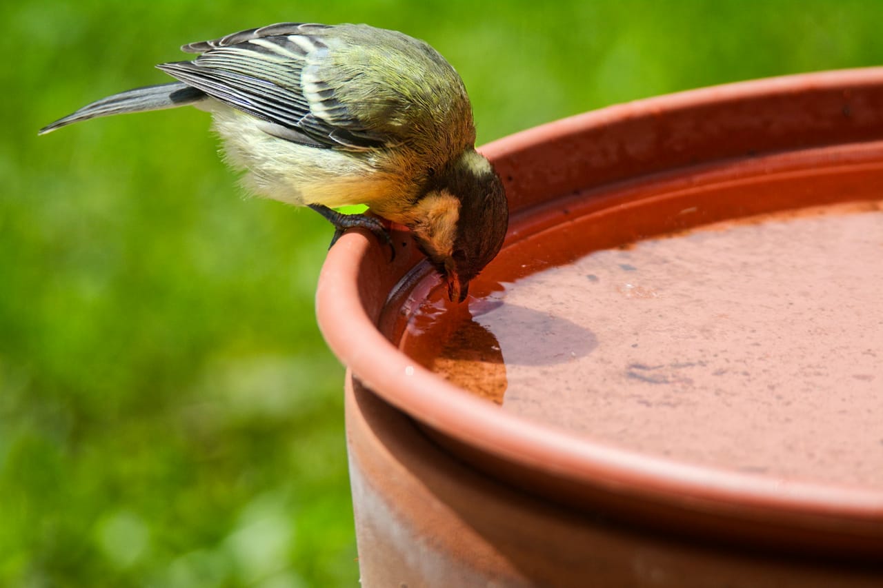 Wasserstellen im Garten