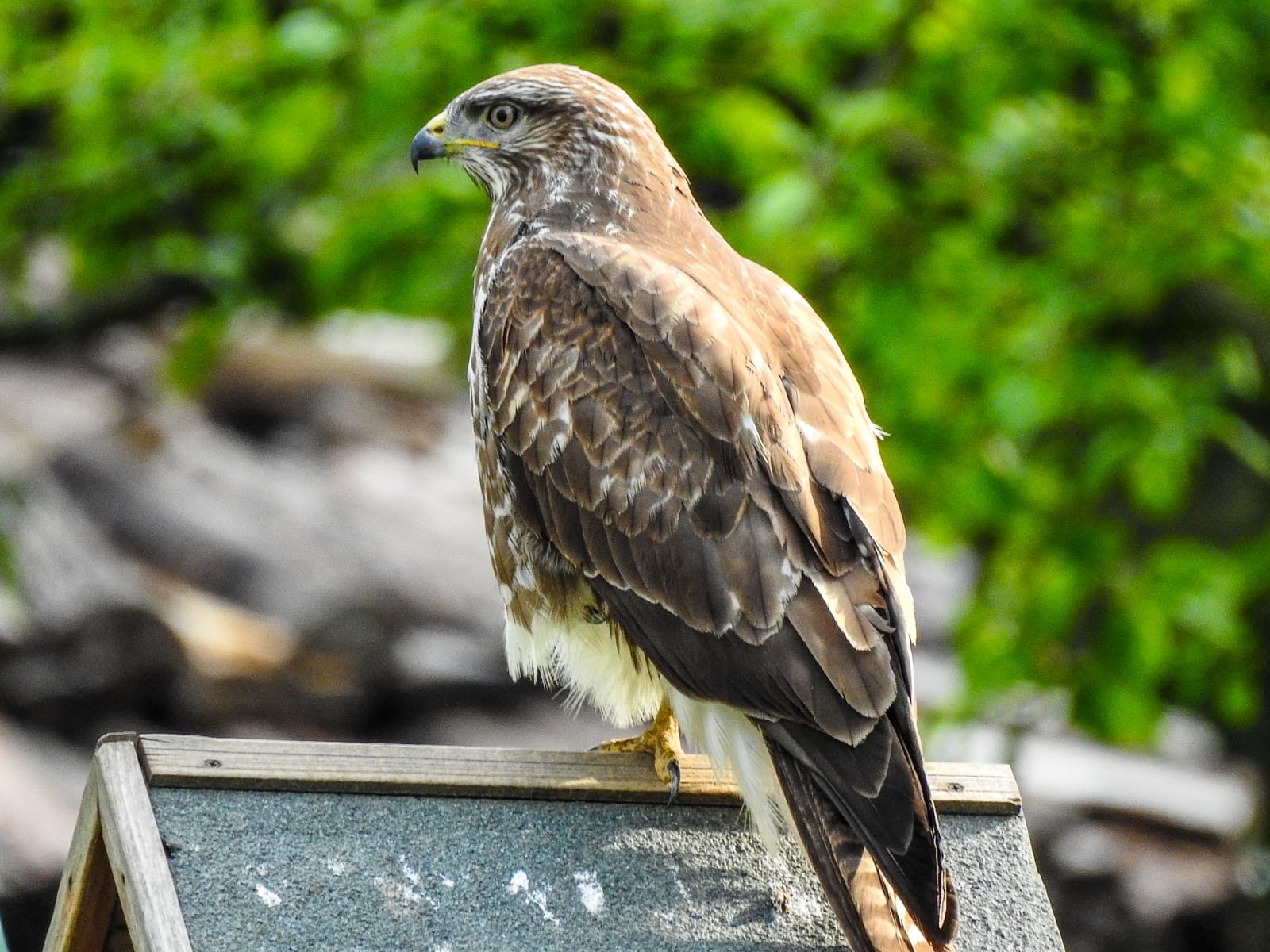 Mäusebussard auf Vogelhaus